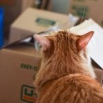 5 Make-Ahead Food Prep Ideas for Moving Day - Have food prepped and ready to eat on the day of your next move with these 5 ideas! - ProjectMealPlan.com